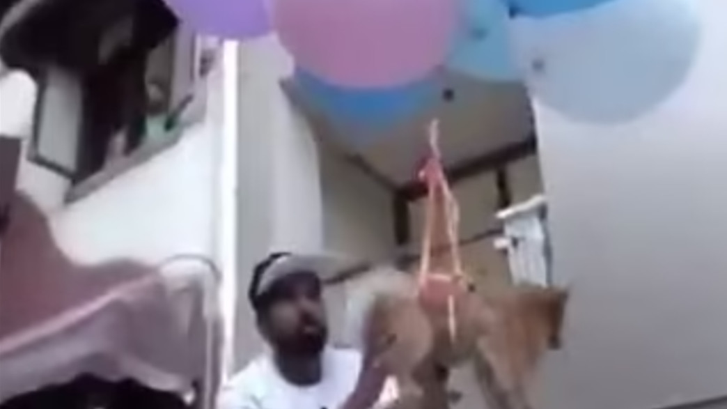 התעללות בכלב התעללות בכלב