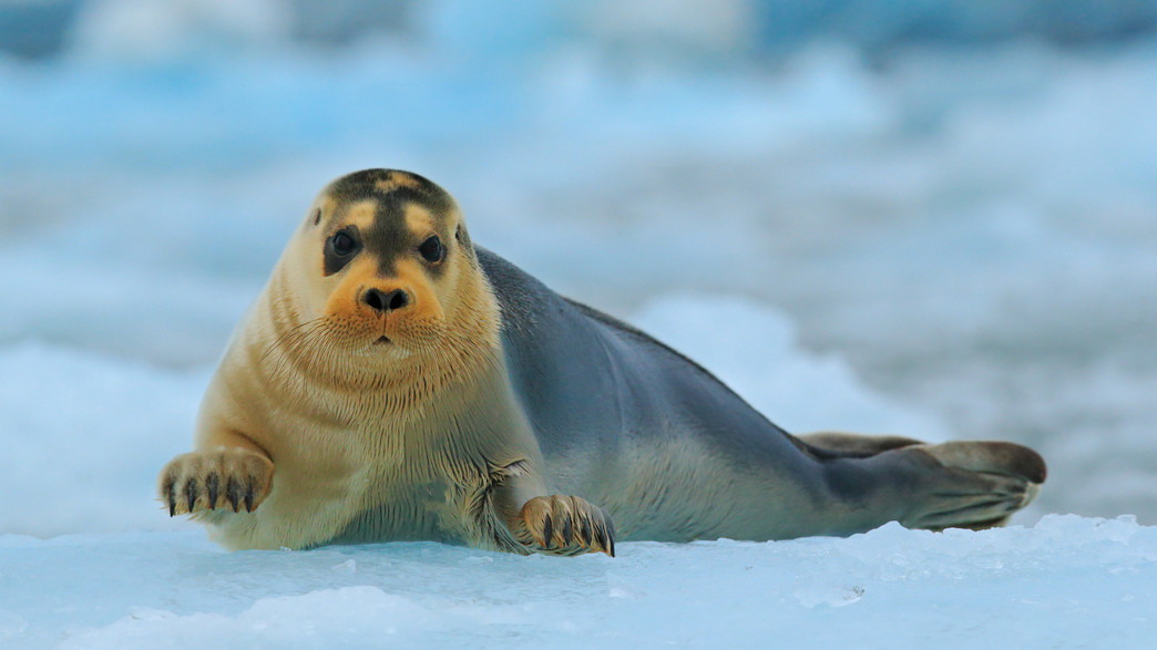 כלב ים כלב ים