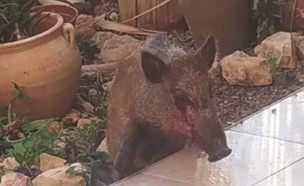 חזיר בר מסכן בחיפה (צילום: העמותה למען חיות הבר, פייסבוק/Racheli Uzan)