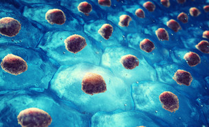 תרבית של תאי גזע עובריים (צילום: סאלי פאראג, shutterstock)