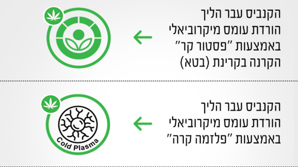 קנאביס רפואי קנאביס רפואי