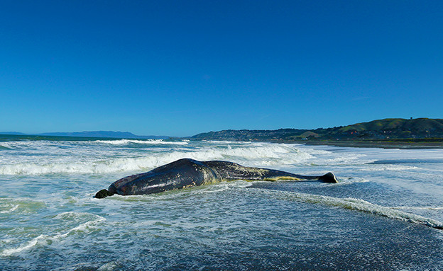 לוייתן ראשתן (צילום: AP)