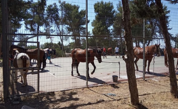 הסוסים שפונו מהחווה בעקבות השרפה (צילום: גלי נוימרק)