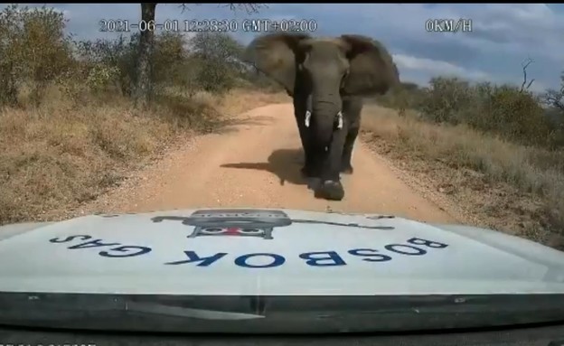 פיל מנגח רכב בספארי בדרום אפריקה (צילום: רשתות חברתיות לפי סעיף 27א)