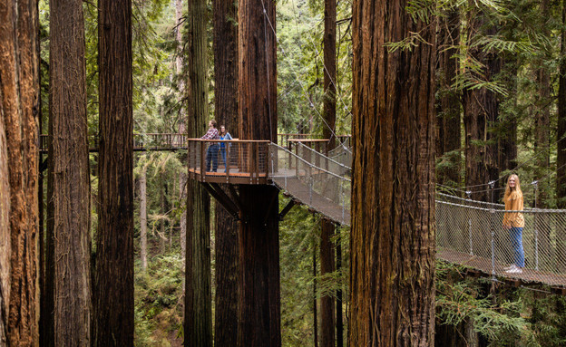 Redwood SkyWalk (צילום: ELA/Amy Kumler)