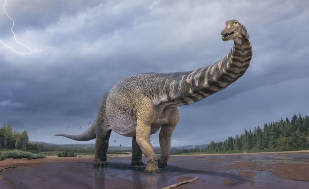 הטיאטן הדרומי, הדינוזאור הענק שהתגלה באוסטרליה (צילום: מוזיאון קווינסלנד)