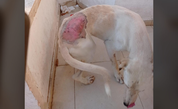 כלב נטוש ופצוע (צילום: באדיבות המשפחה)