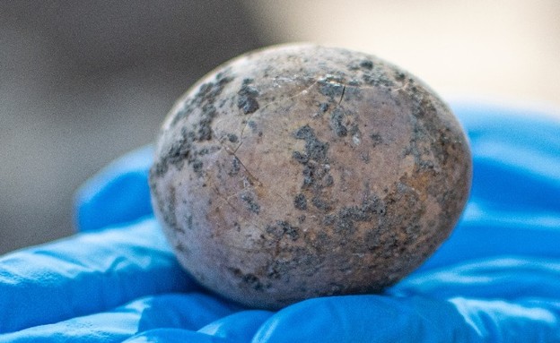 ביצה בת 1,000 שנים התגלתה בישראל (צילום: יולי שוורץ, רשות העתיקות)