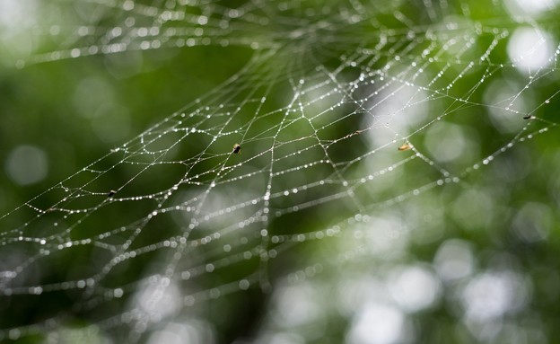 קורי עכביש (צילום: Aleksei Zaitcev , unsplash)