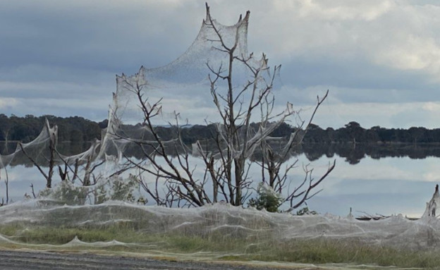 קורי עכביש באוסטרליה (צילום: CAROLYN CROSSLEY)