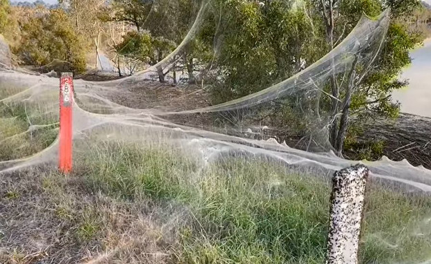 קורי עכביש ברחבי אוסטרליה (צילום: CAROLYN CROSSLEY)