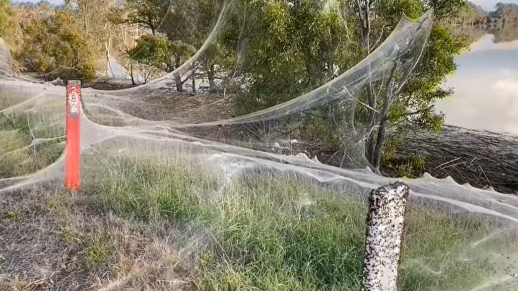 קורי עכביש ברחבי אוסטרליה