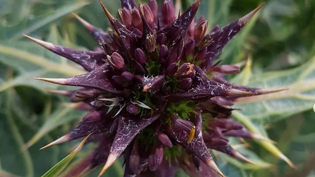 עכובית הגלגל 