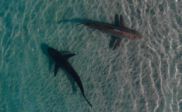 כריש עפרורי (צילום: גיא לויאן, רשות הטבע והגנים)