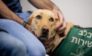 כלבי שירות להלומי קרב (צילום: המרכז להכשרת כלבי שירות)