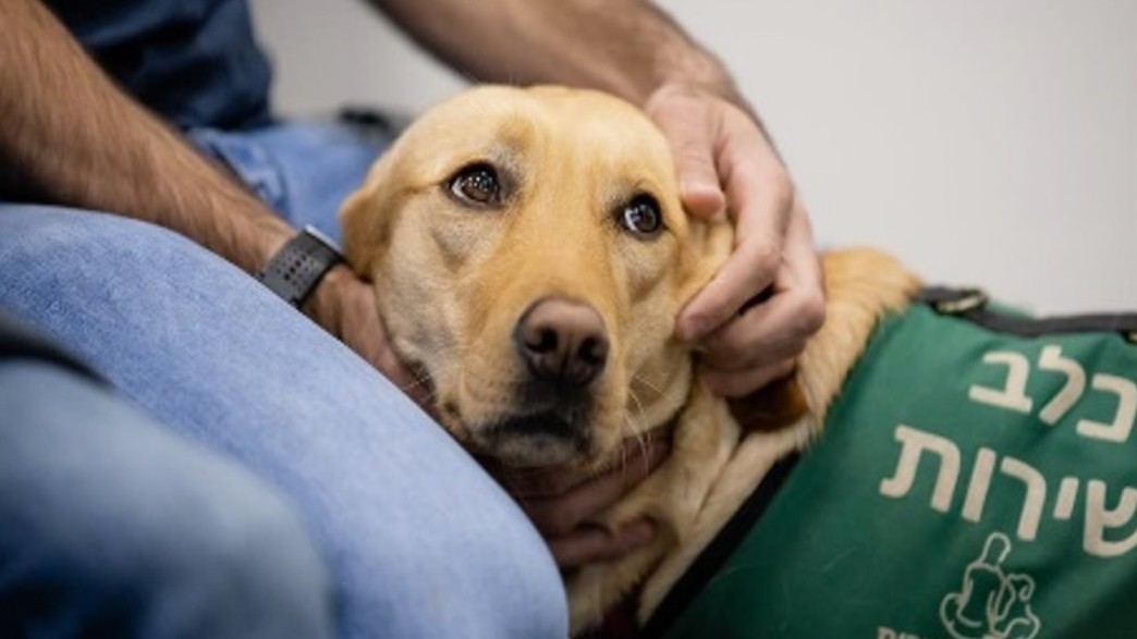 כלבי שירות להלומי קרב כלבי שירות להלומי קרב