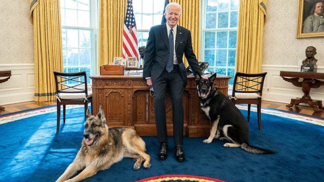 הכלבים של ביידן הכלבים של ביידן