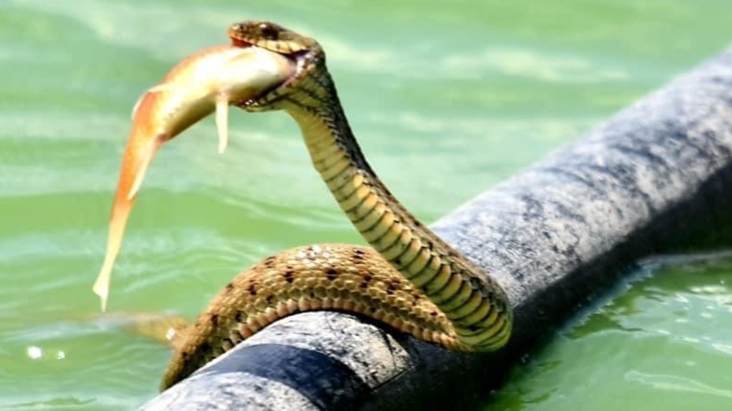 נחש מים משובץ בולע דג זהב