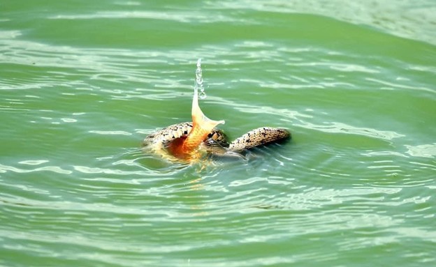 נחש מים משובץ בולע דג זהב (צילום: שי קבסה, רשות הטבע והגנים)