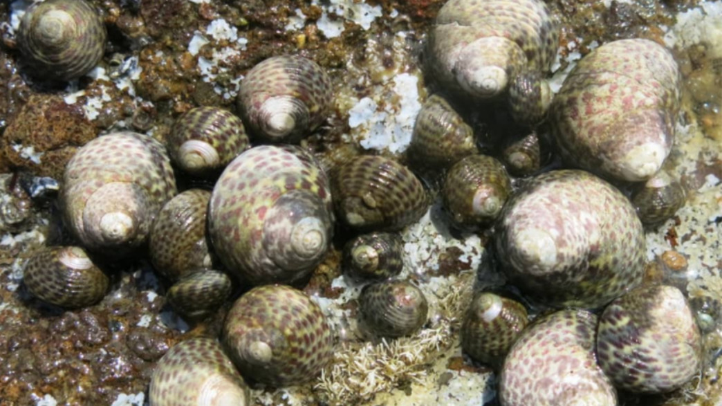 חלזון חד שן משובץ