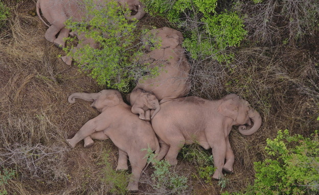 עדר הפילים המסתורי בסין (צילום: רויטרס)