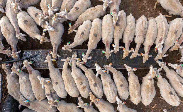 כבשים (צילום: ליאור פתאל)
