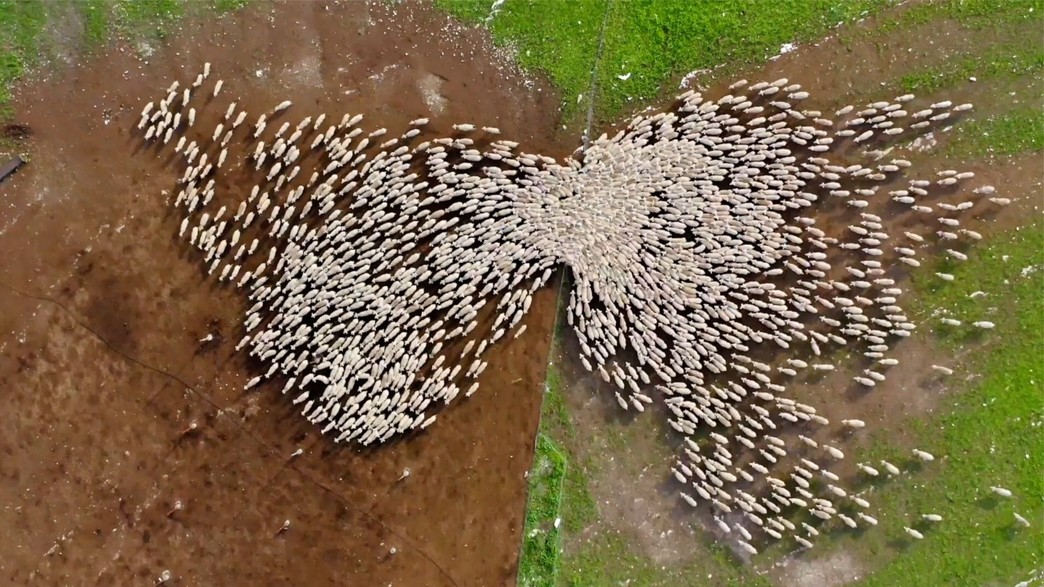 כבשים (צילום: ליאור פתאל)