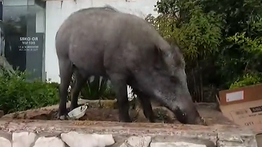 חזירי הבר בחיפה