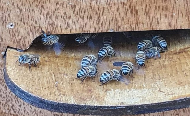 דבורים ברמת השרון (צילום: עיריית רמת השרון)