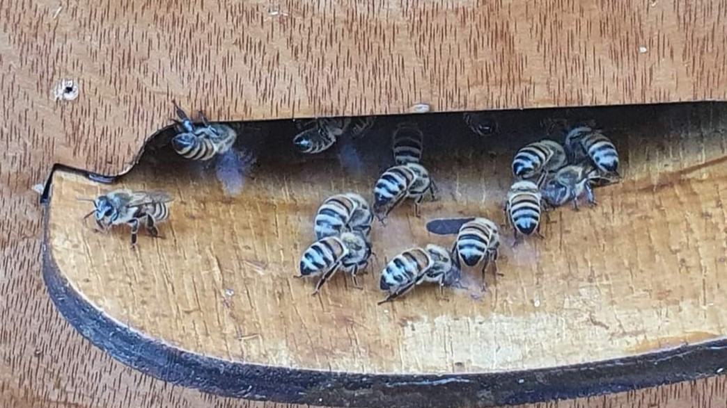 דבורים ברמת השרון