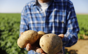 חקלאי מחזיק תפוחי אדמה (צילום: ליאור נורדמן)
