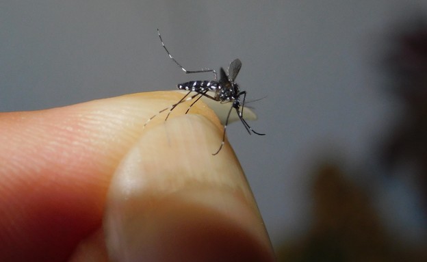 מזיקי קיץ, יתוש אדס אסייתי (צילום: איגור ארמיאץ' שטיינפרס)
