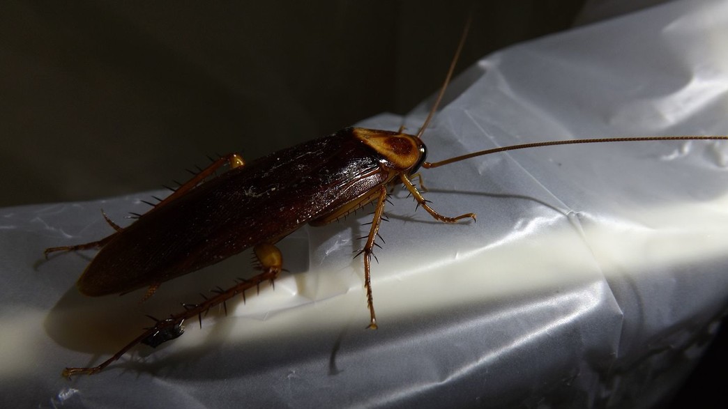 מזיקי קיץ, תיקן אמריקאי - 1 מזיקי קיץ, תיקן אמריקאי - 1