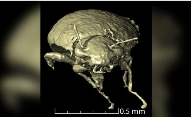 חיפושית נמצאה בצואת דינוזאור (צילום: Qvarnström et al., Curr Bio, 2021)