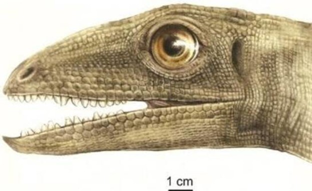 דינוזאור מסוג סילאזאור (צילום: Małgorzata Czaja)