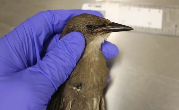 מאות ציפורים מתות בארה"ב (צילום: Pennsylvania Diagnostic Laboratory)