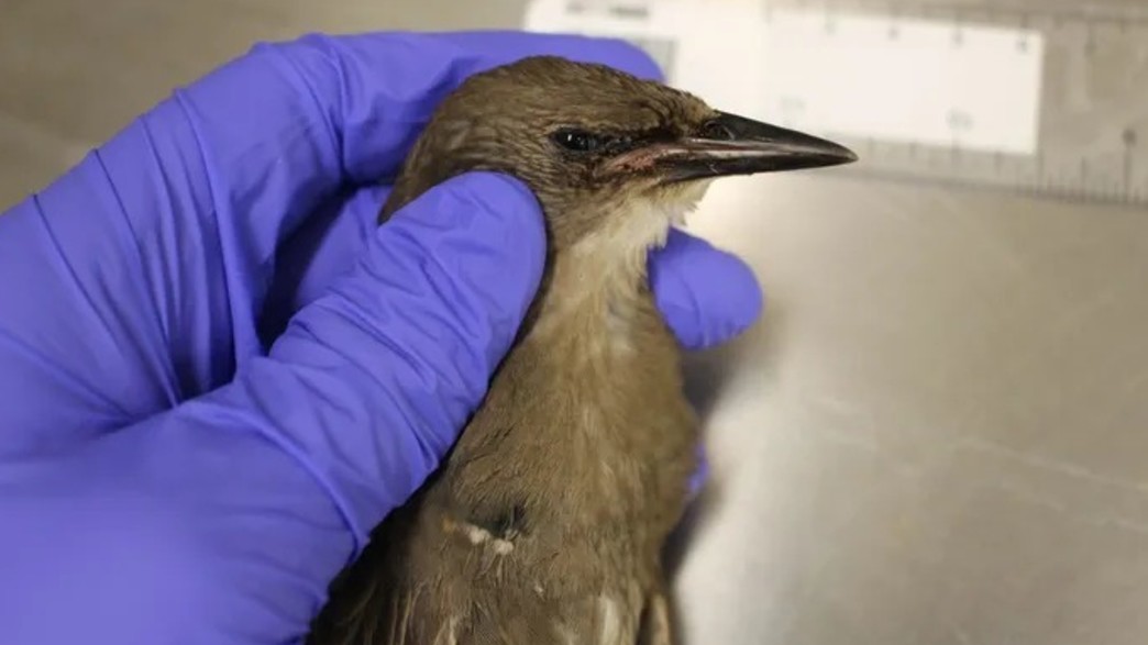 מאות ציפורים מתות בארה"ב