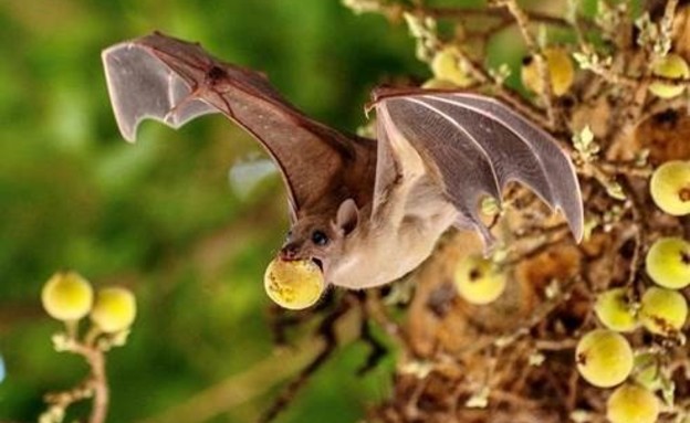 עטלף פירות אוכל (צילום: יובל ברקאי, אוניברסיטת ת