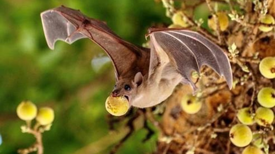 עטלף פירות אוכל