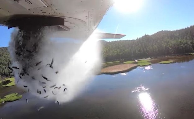 דגים מושלכים ממטוס לאגם ביוטה (צילום: Utah Division of Wildlife Resources)