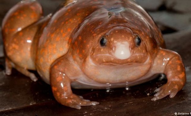 צפרדע זומבי (צילום: Antoine Fouquet, Senckenberg)