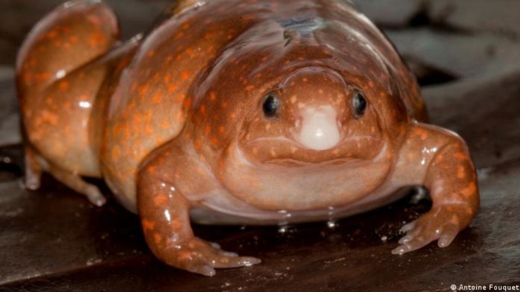 צפרדע זומבי צפרדע זומבי