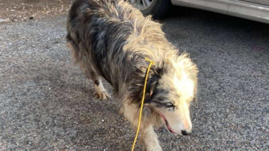 כלב נגנב כלב נגנב