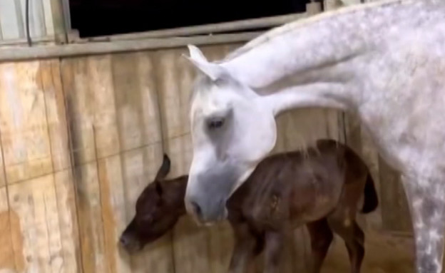 סוס מנצח: סרטון ההמלטה של הסייח מסעיר את הרשת