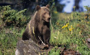 דב, דוב, גריזלי, יער (צילום: Tom Brakefield, GettyImages IL)