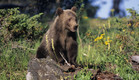 דב, דוב, גריזלי, יער (צילום: Tom Brakefield, GettyImages IL)