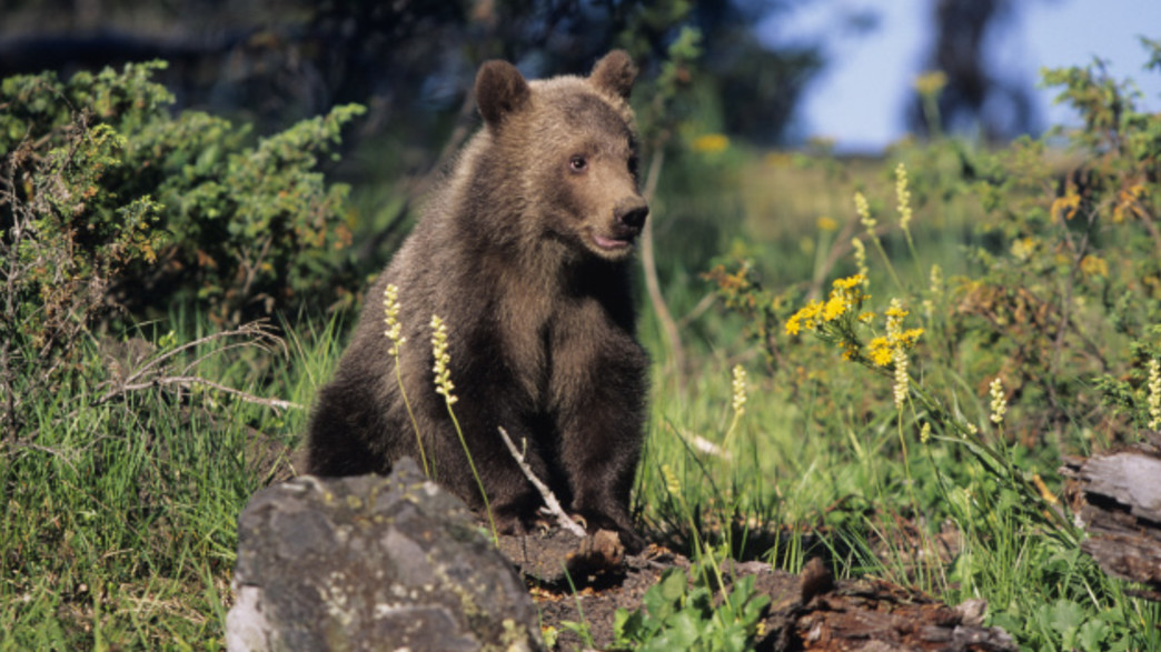 דב, דוב, גריזלי, יער