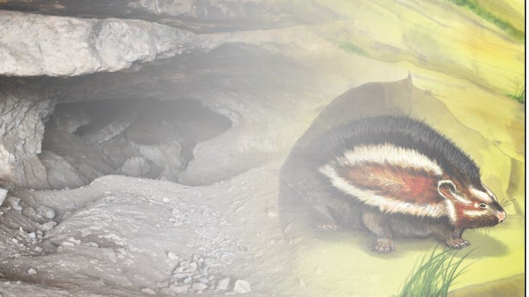 מחקר על מכרסם שחי במדבר יהודה לפני 100 אלף שנים