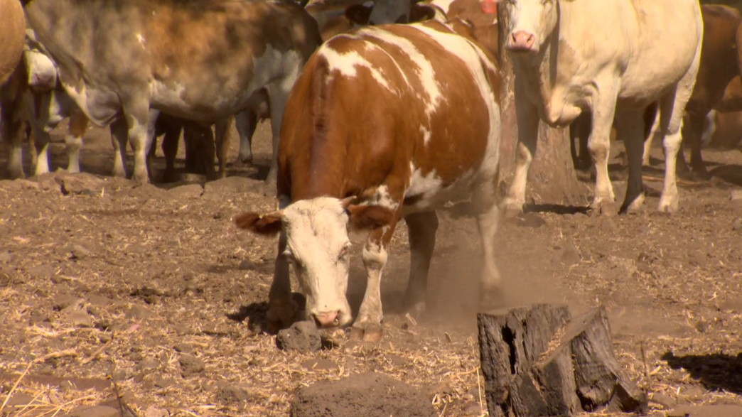 הפרות הסוריות בגולן