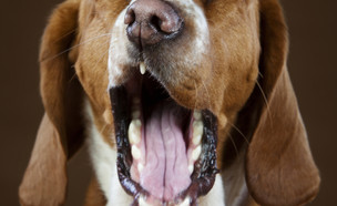כלב מפהק (צילום: Monica Martinez Do-Allo, Shutterstock)